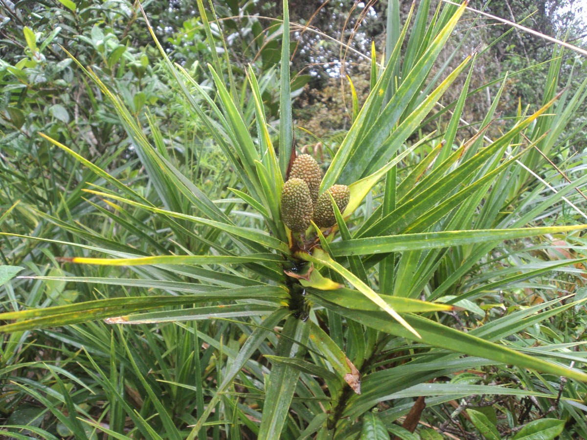 Freycinetia walkeri Solms
